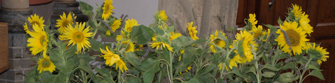 Zonnebloemen bij viering 10 september 2022